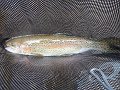vCross Fork Trout4JPG